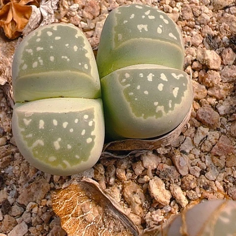 【闪购商品】25917