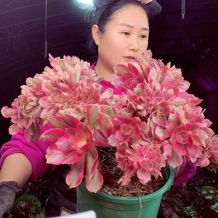 柒柒精品多肉脱土发货不包断枝不包售后955