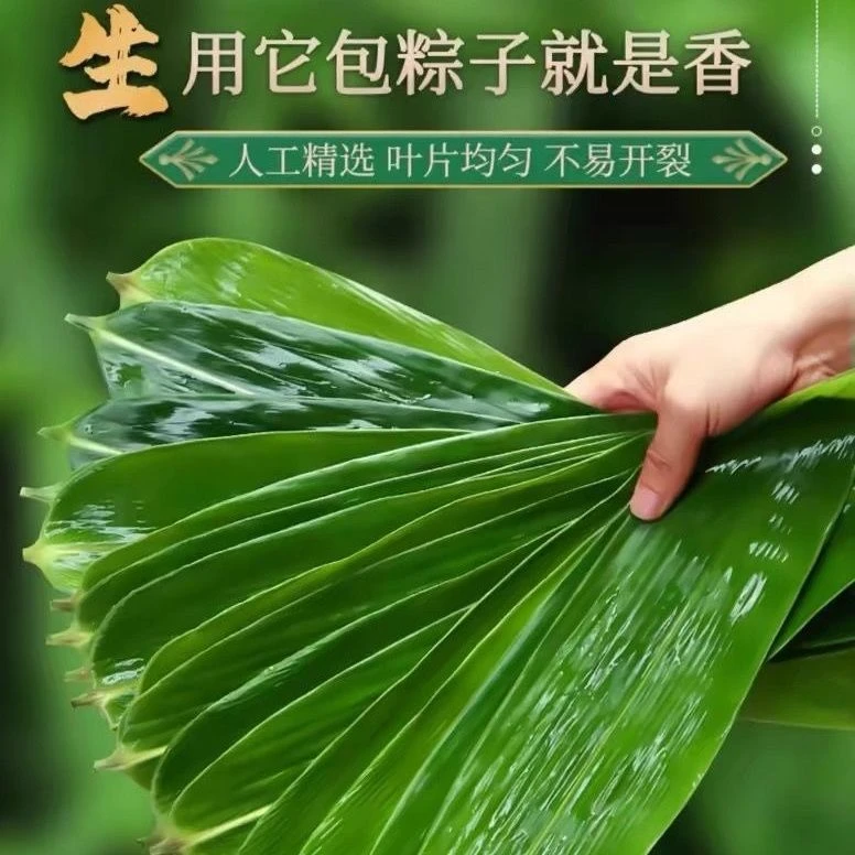 粽叶粽子叶新鲜大号棕叶箬竹叶真空包装发货芦苇包粽子的叶子