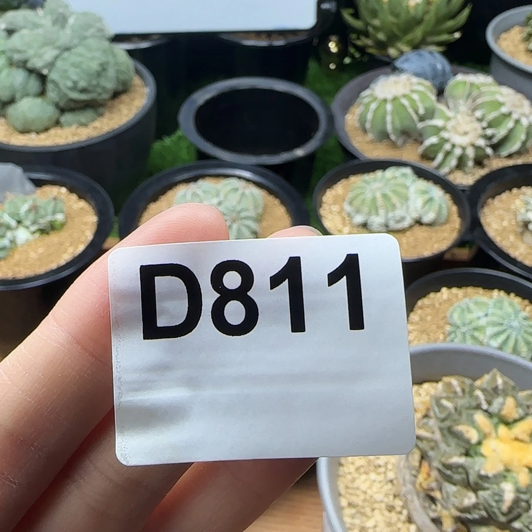 光琳推荐仙人球专拍