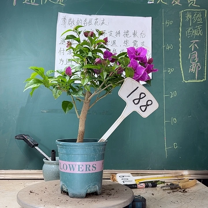 当前无花栽培后可以开花六翼天使188