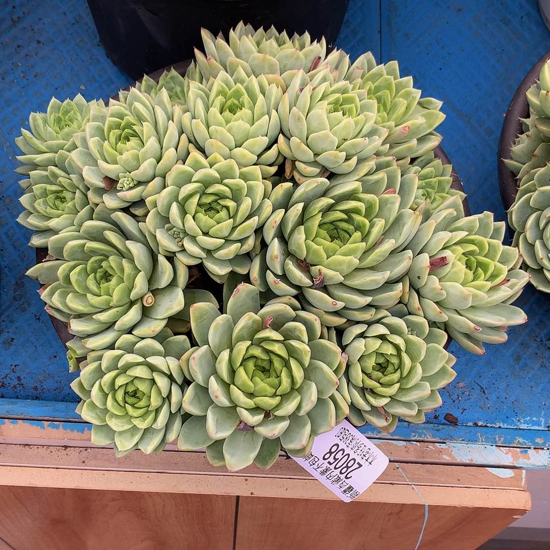 冠****古   珍妮体28058