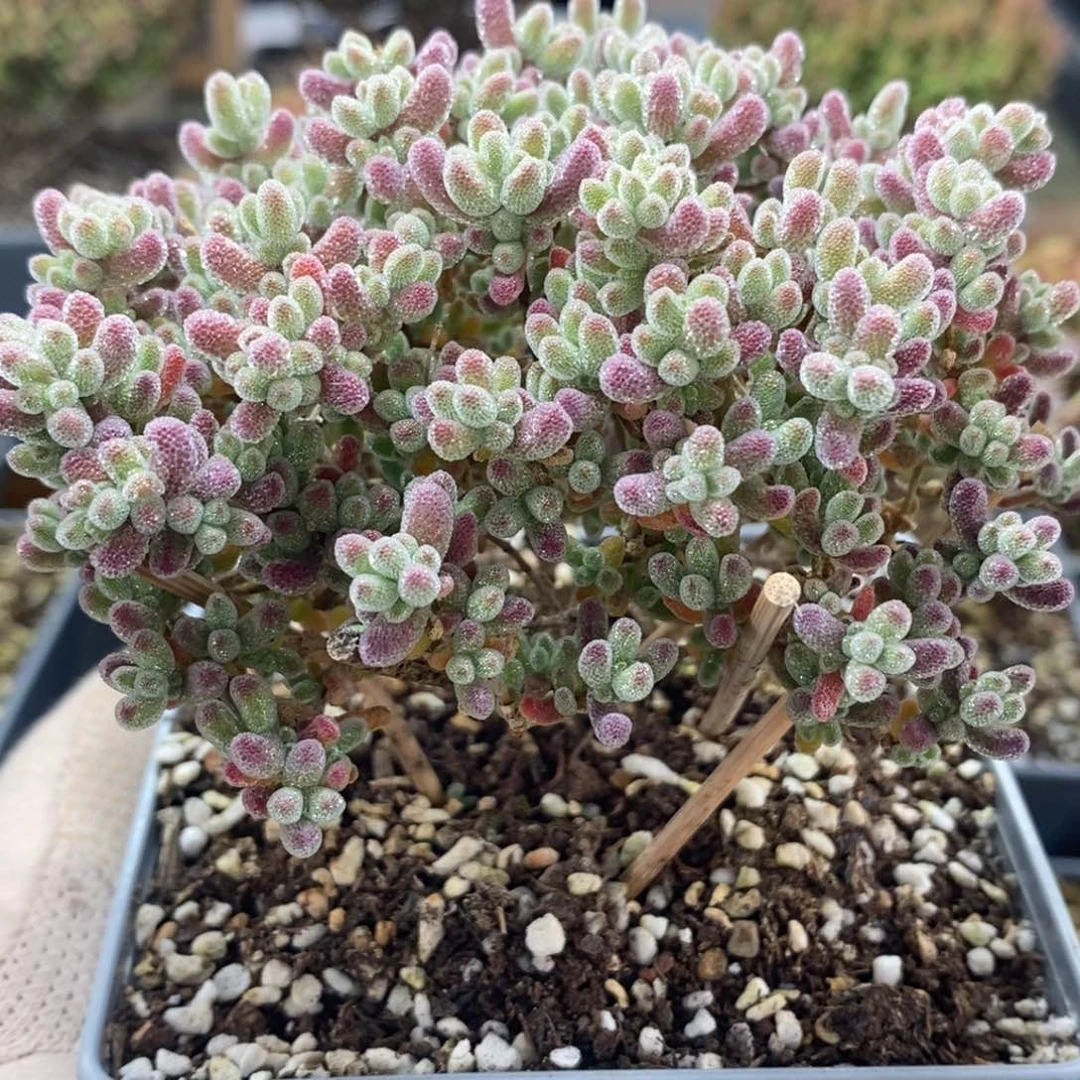 ?****?优选冰晶4677枝干番杏