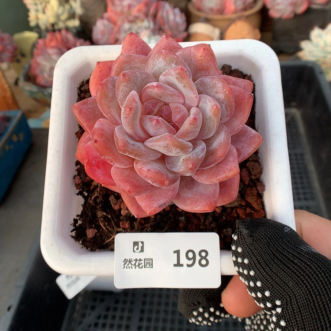 198糖心雪天使多肉植物6666