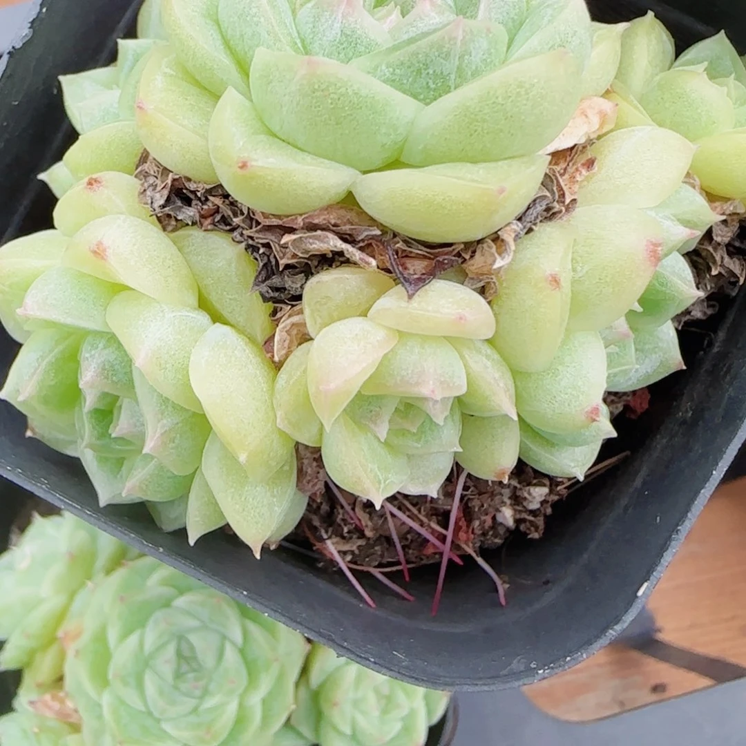 ****空花语逸镜0819-21散