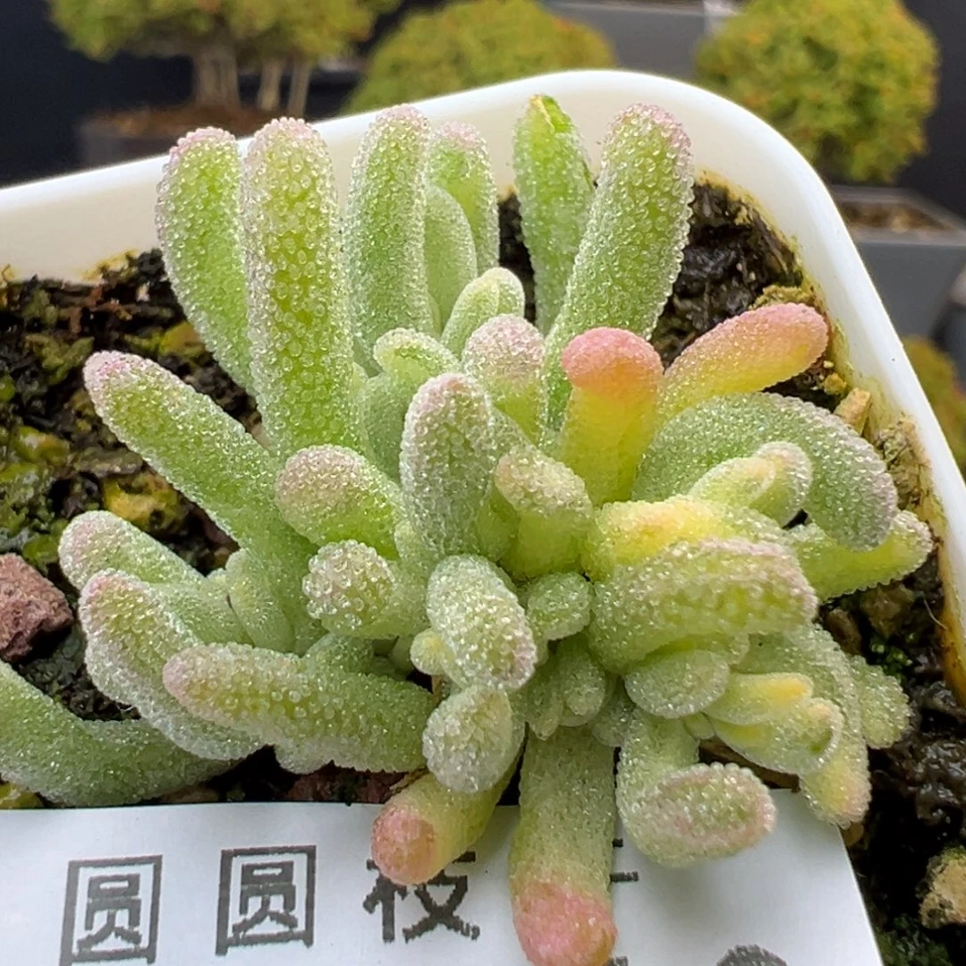 dy5616小可爱橙叶锦冠幅3cm