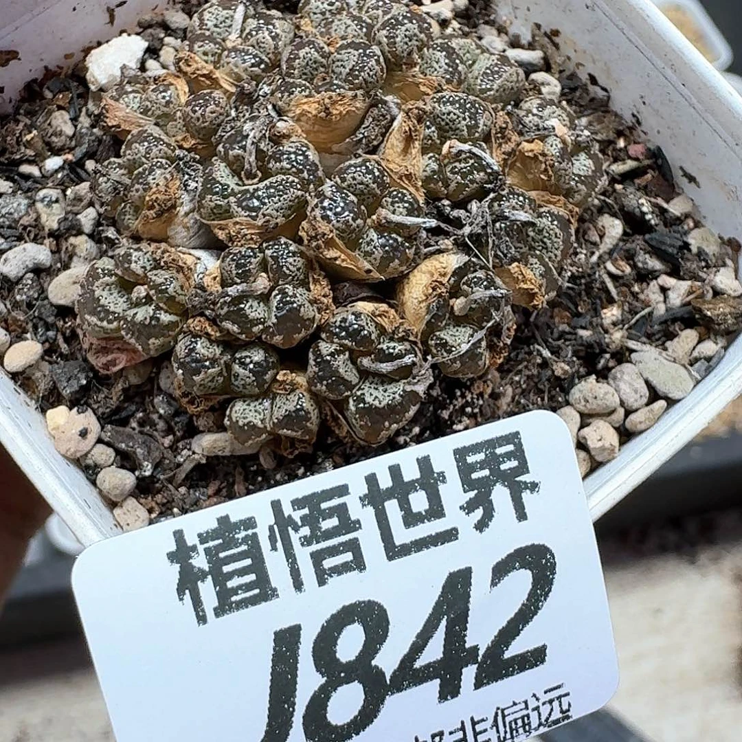 多肉我的润泽额额