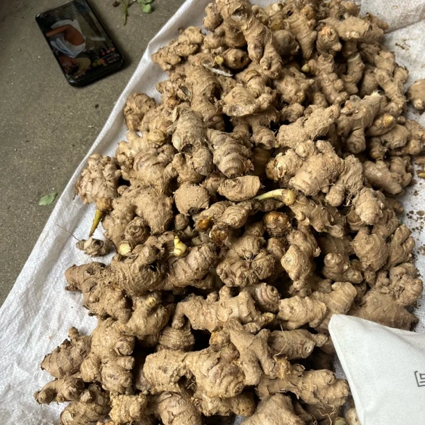 【大个山货】云南农家小青姜