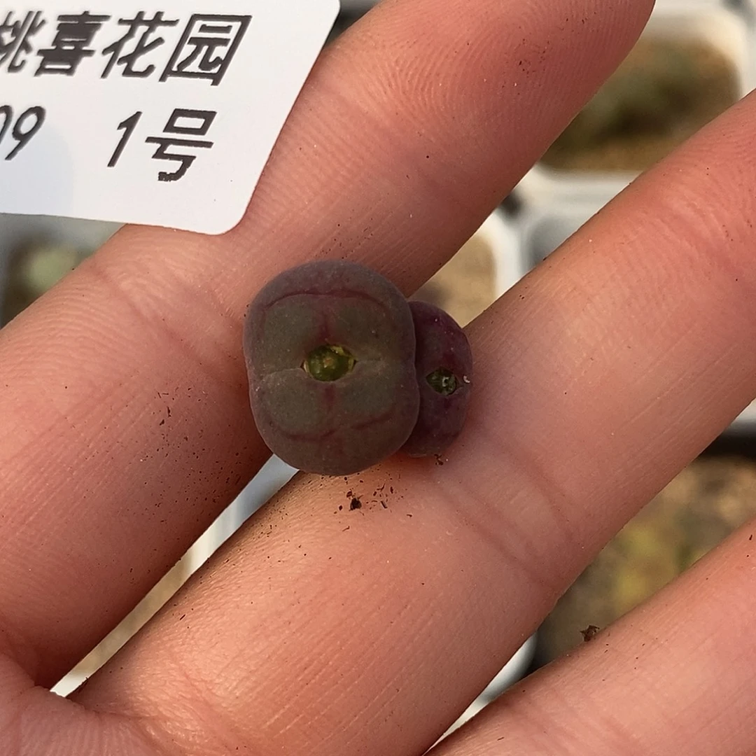 1209-1-福利杂交。