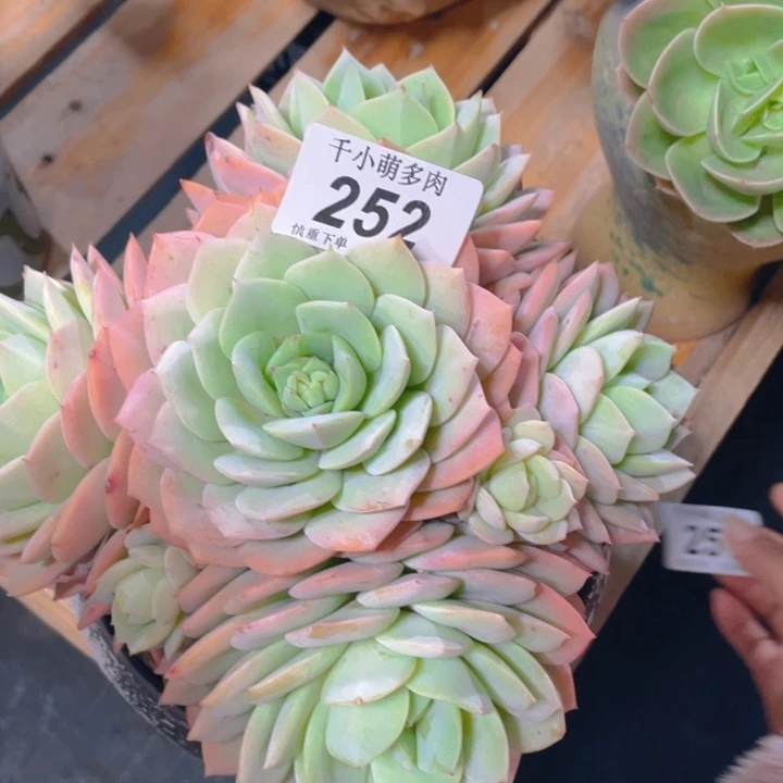 谢谢你的支持000000252