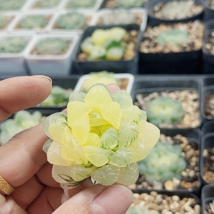 十二卷 实生冰灯锦