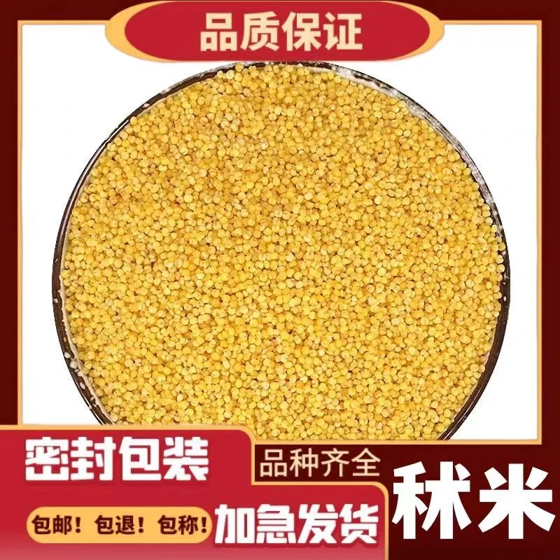 秫米精选正品优质北秫米新货黄米糯正宗粟黄糯自然晾晒干净