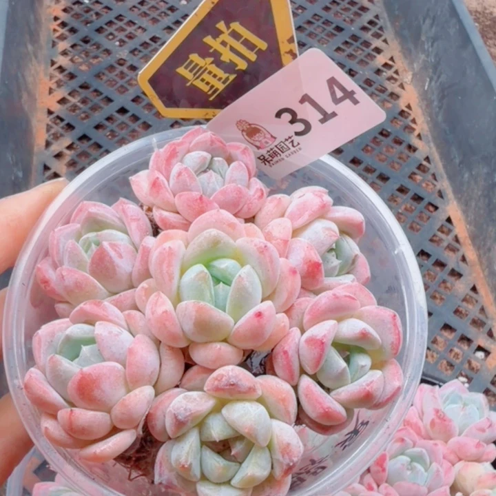 多肉植物多肉植物