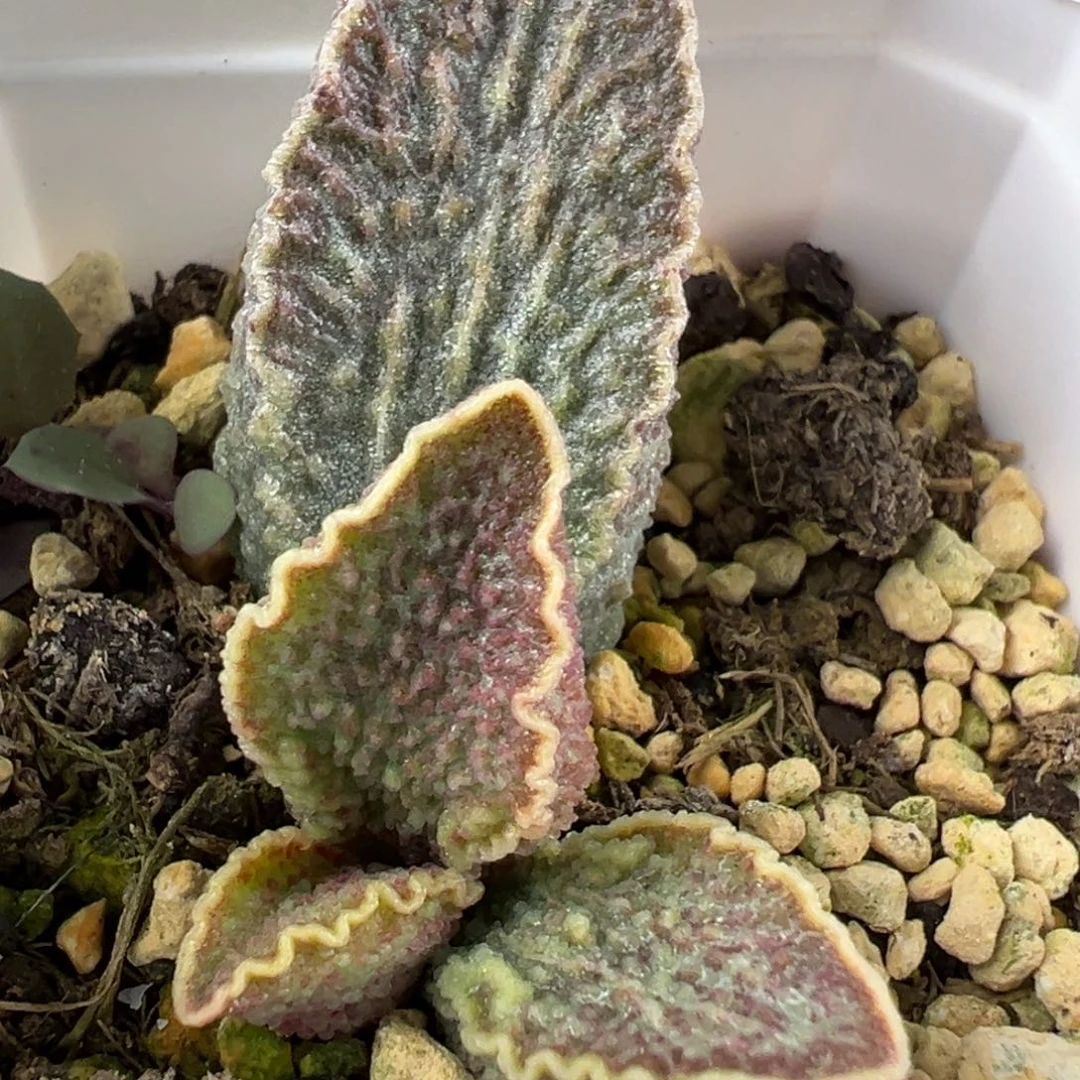 酒红猪肝水泡多肉植物水泡