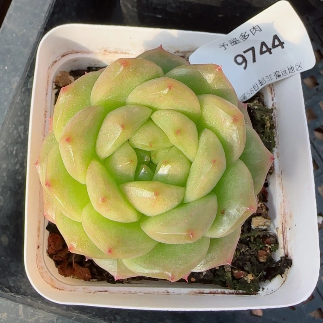 灯泡珍妮，9744多肉