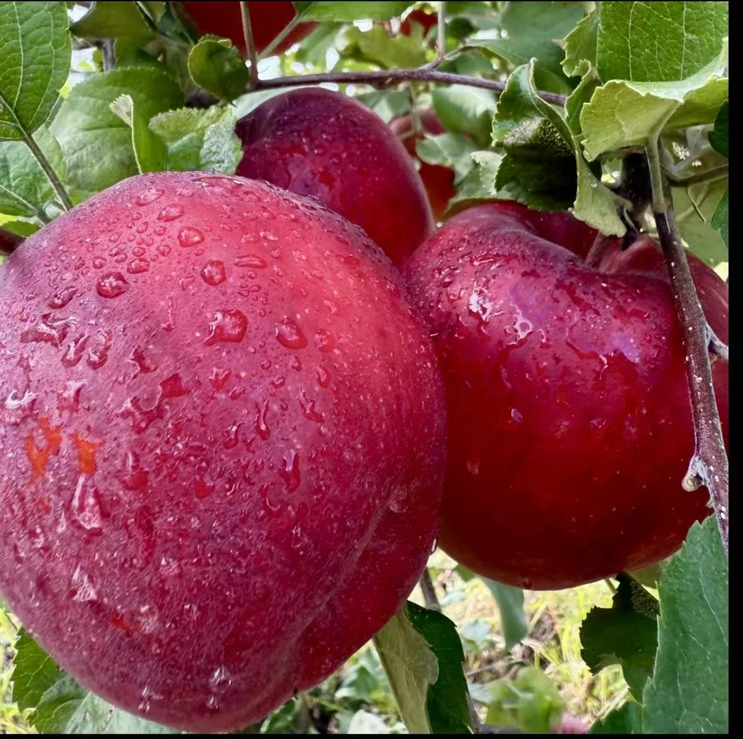 西藏林芝糖心苹果玉华早富新鲜采摘苑产地发货直供10斤装