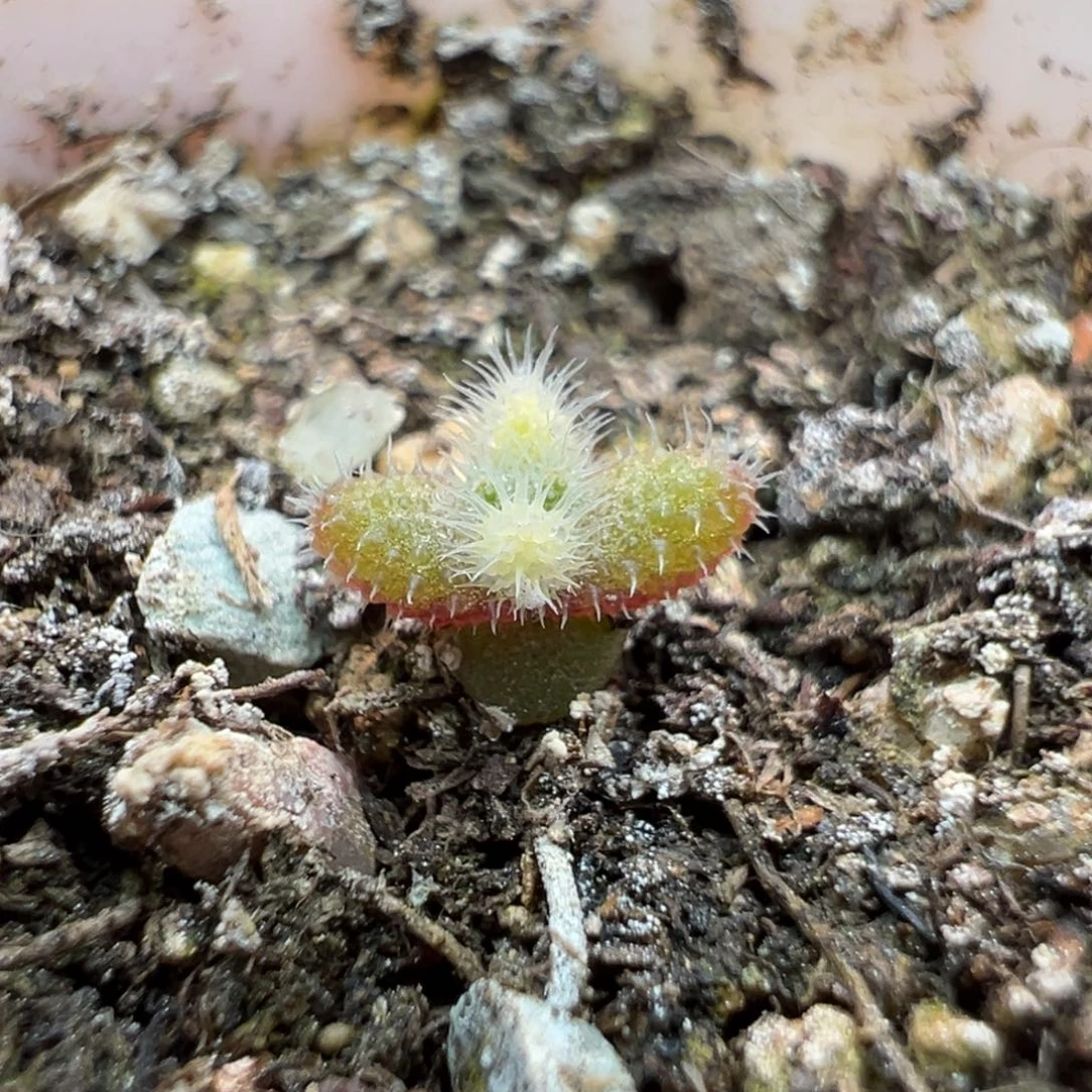 尺寸很小，2953实生彩虹兔耳，拍下不退不换