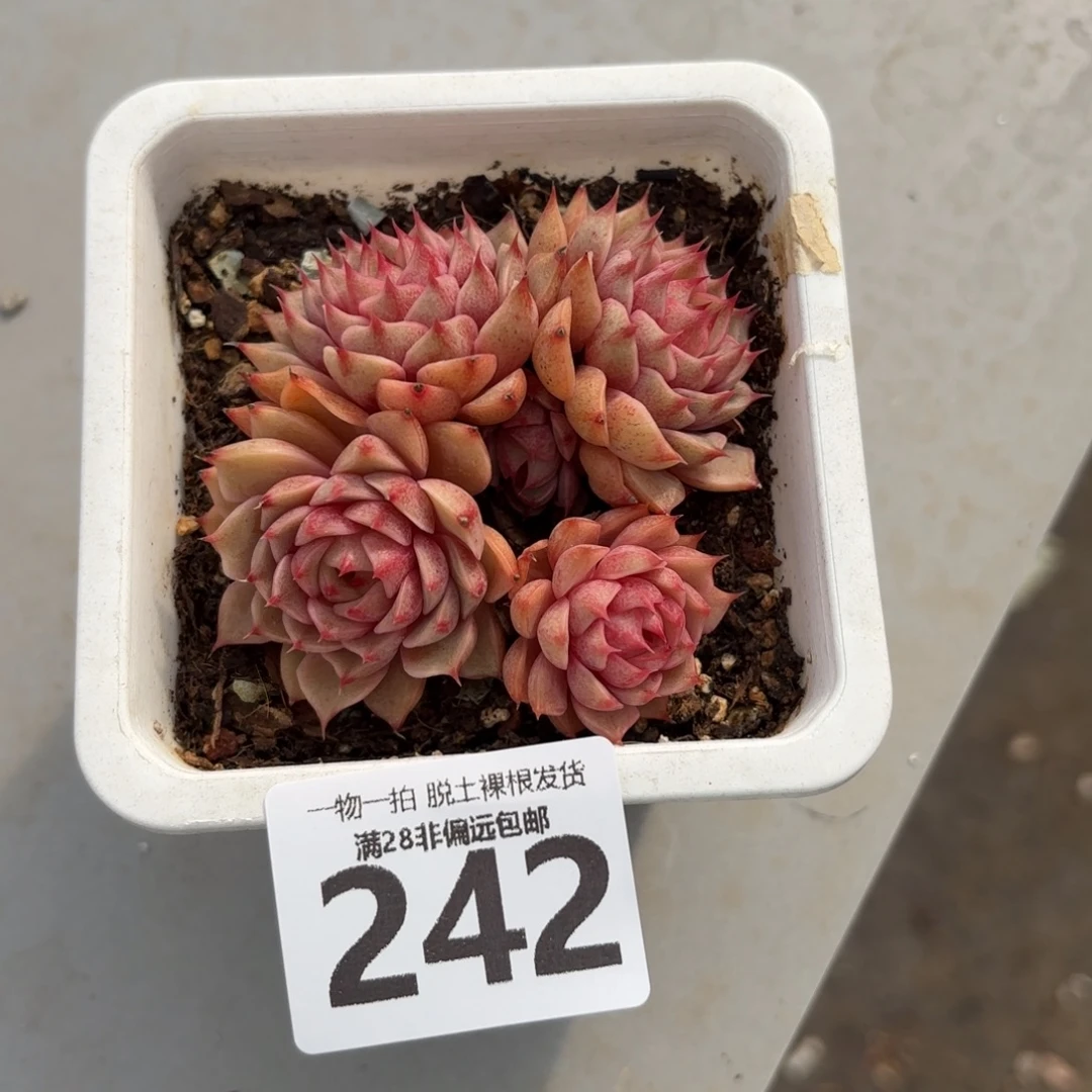 笨吧群生老桩无盆土发货