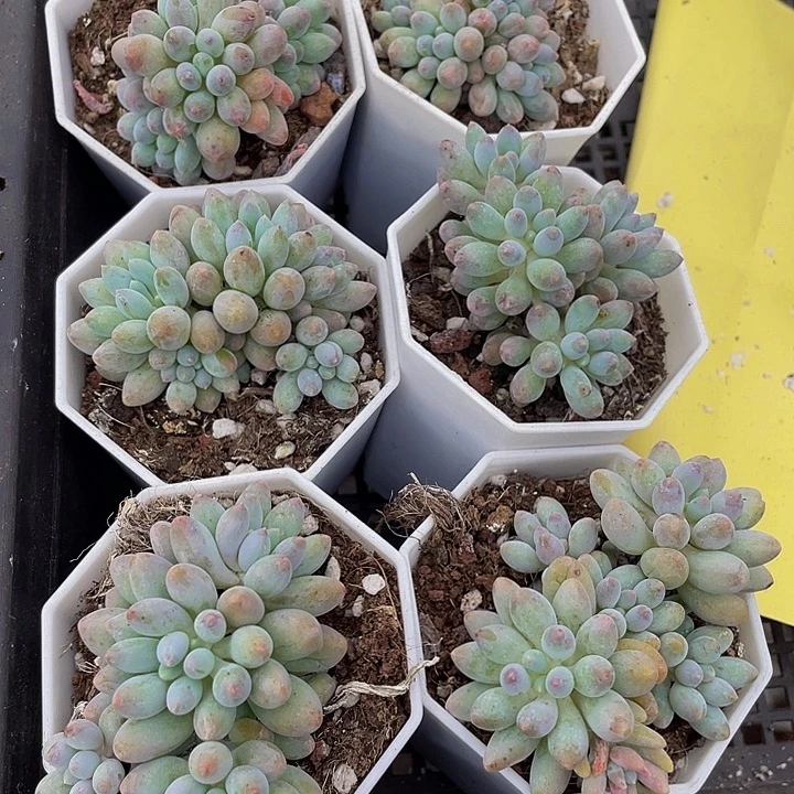 婴儿手指群带盆土发