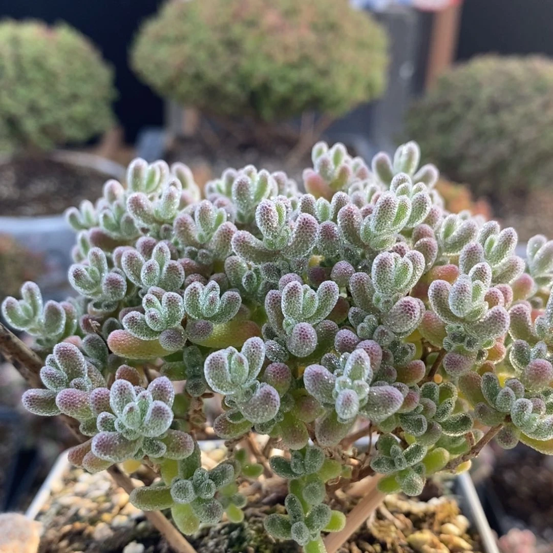 海*苏枝干优选冰晶7387枝干番杏