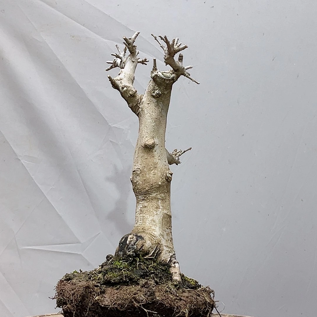 丹****计高端盆栽白蜡