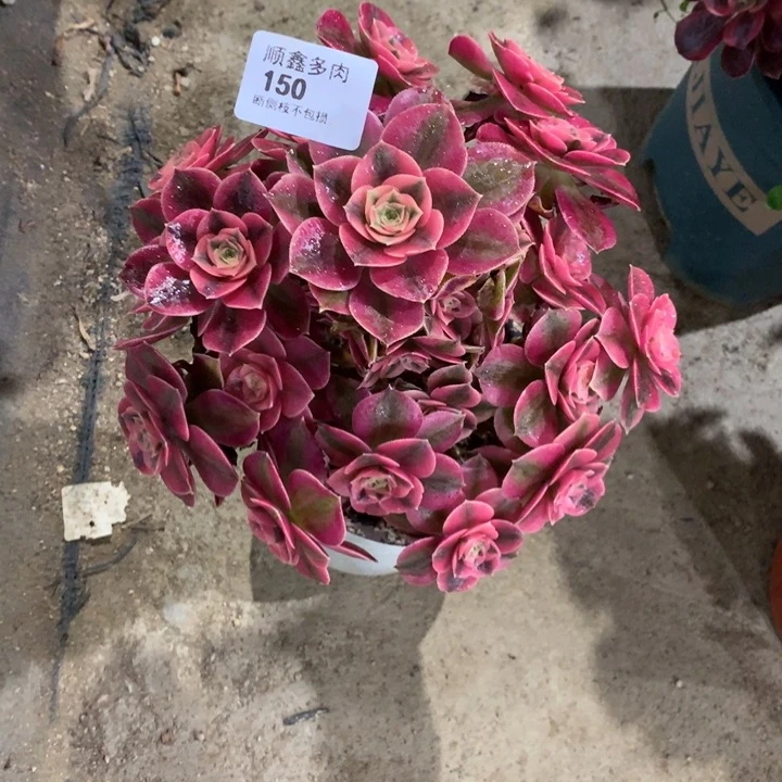 150粉女巫多肉植物