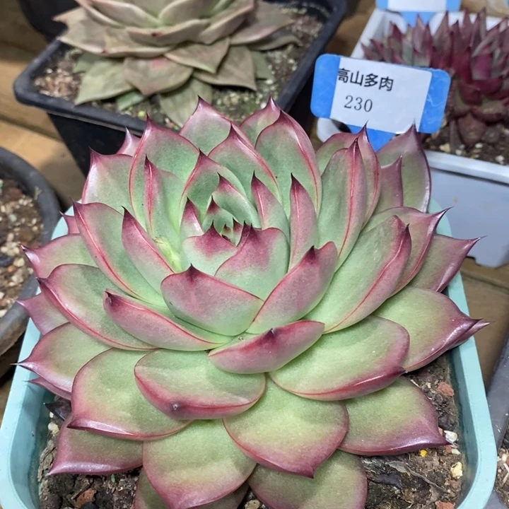 D230- 直播福利 维罗