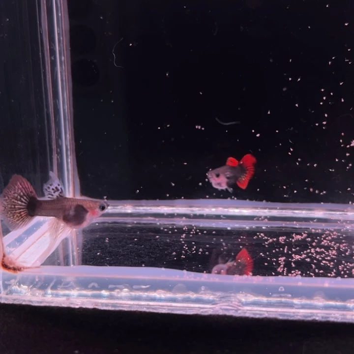 孔雀鱼巨耳玻璃猫大C1对