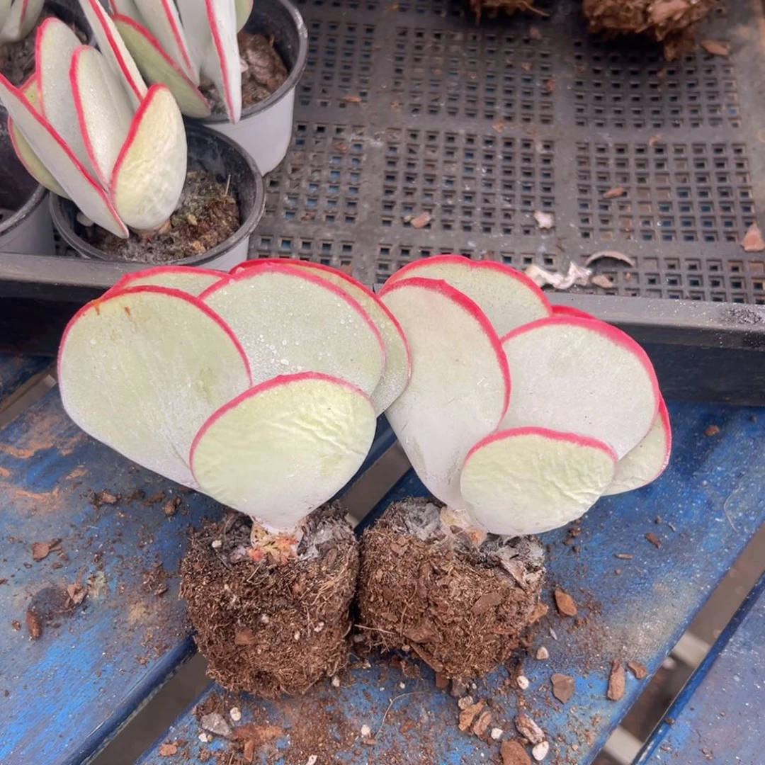 2颗白眉包邮正版