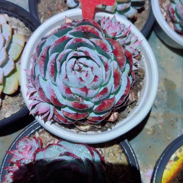 乐**蜀精品多肉植物老桩