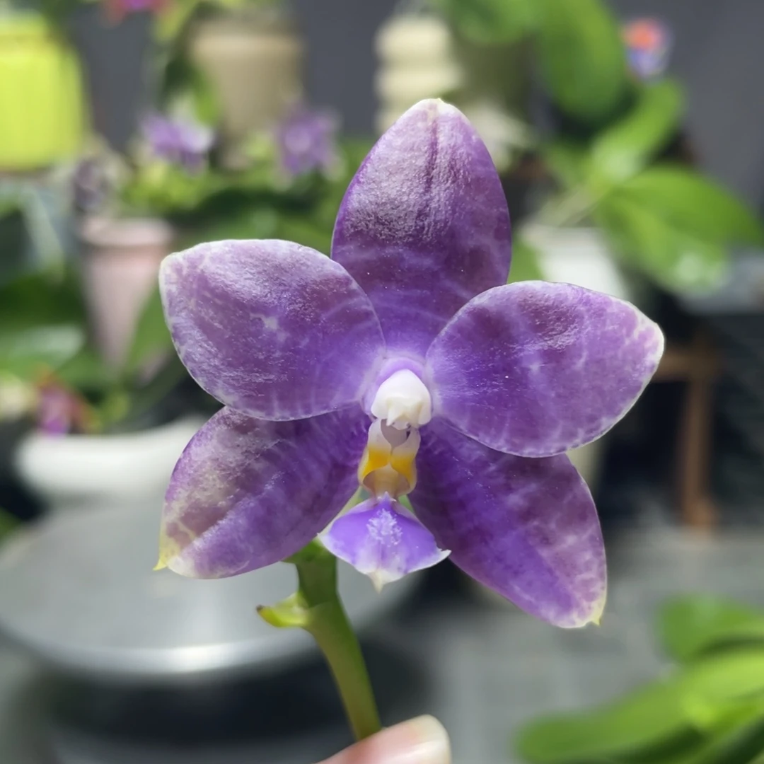 完全开放YW08，2.5杯开花株