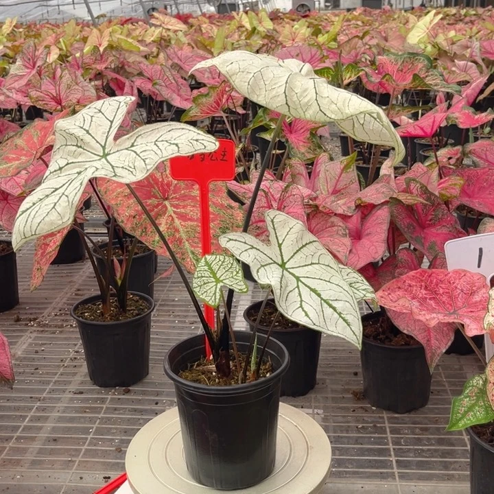 无花朵白雪公主彩叶与