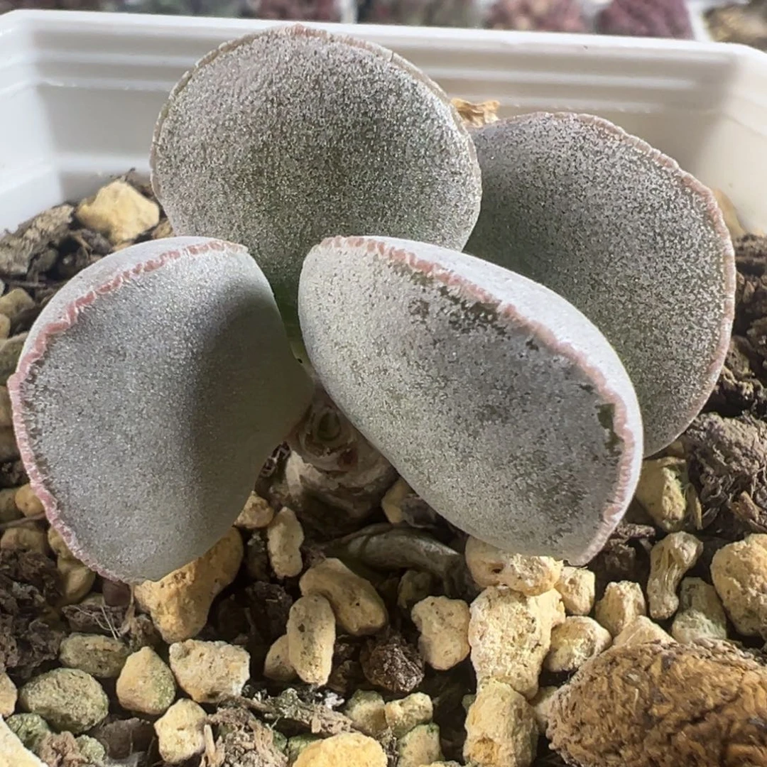 实生新品多头纯木质桩多肉植物