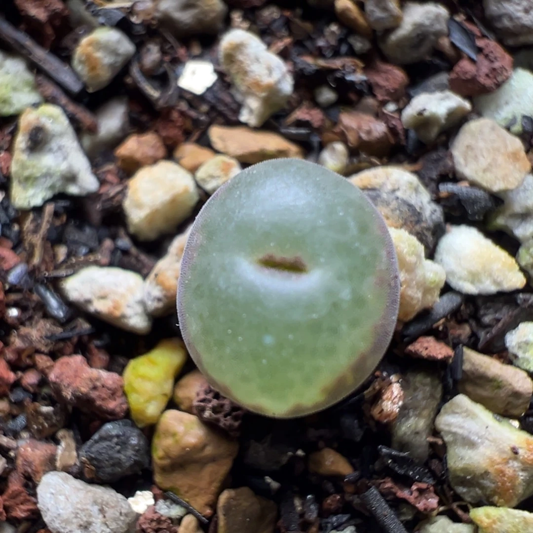 03粉红女郎纽扣母本一物一拍