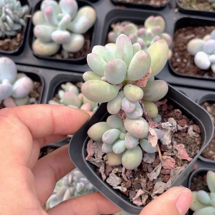 白**水一物一拍满18包邮