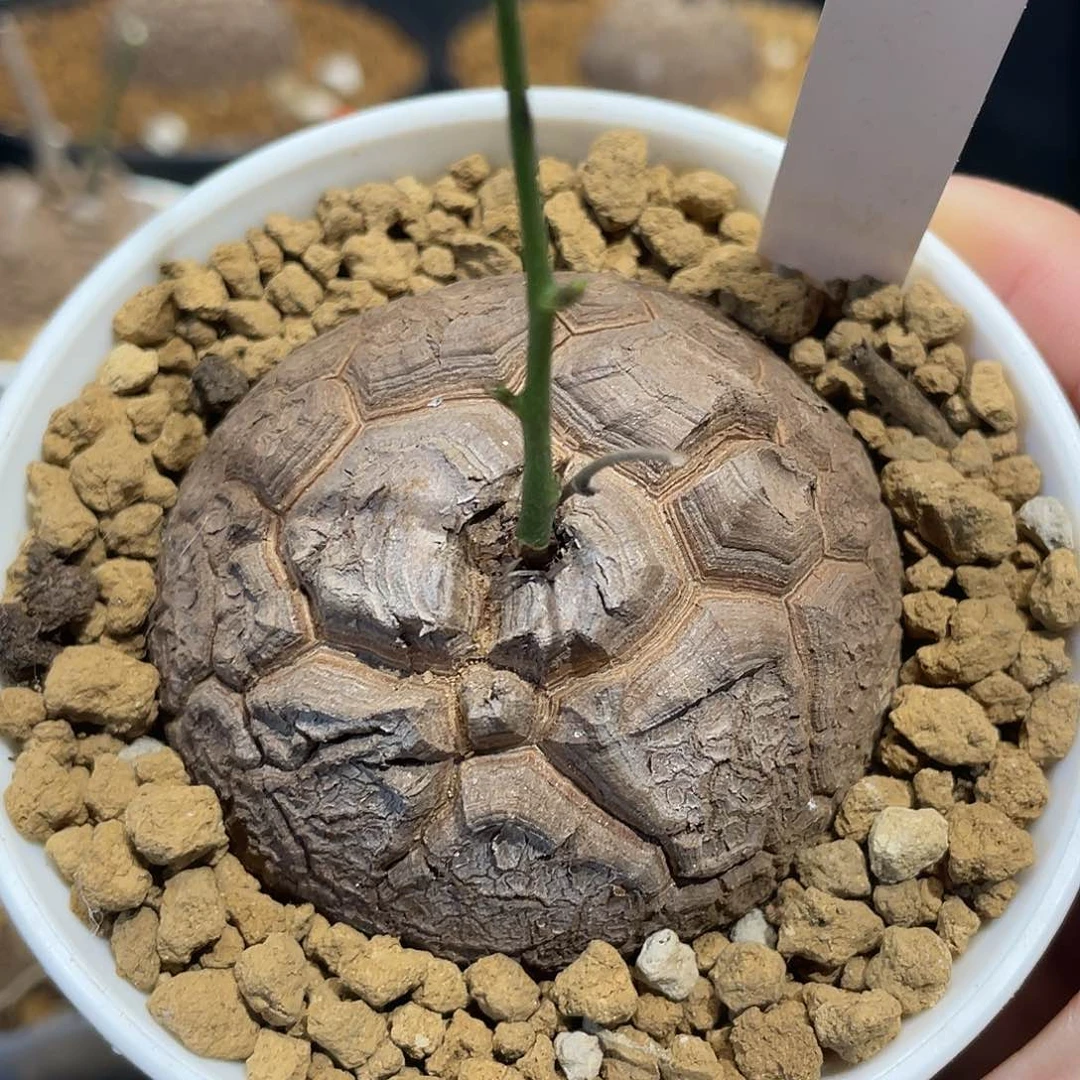 30龟甲龙不退不换