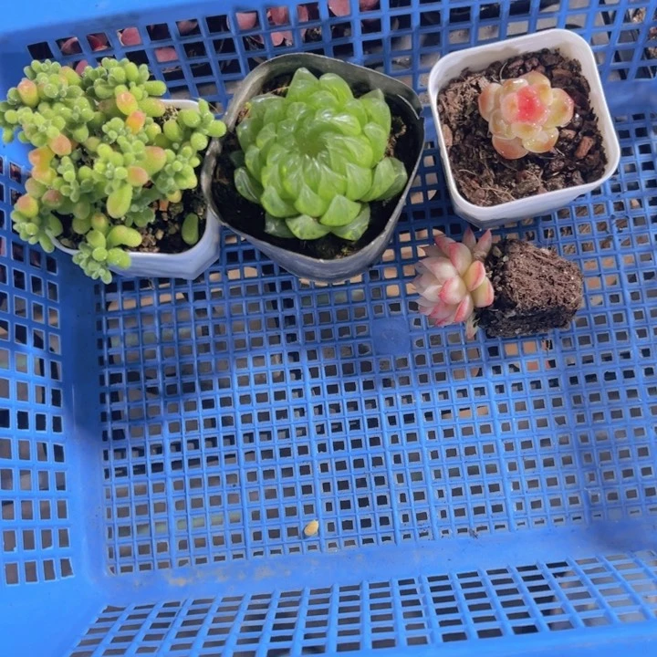 香*饽专拍多肉植物大战