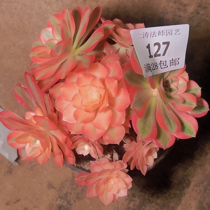 127粉女巫多肉植物老桩