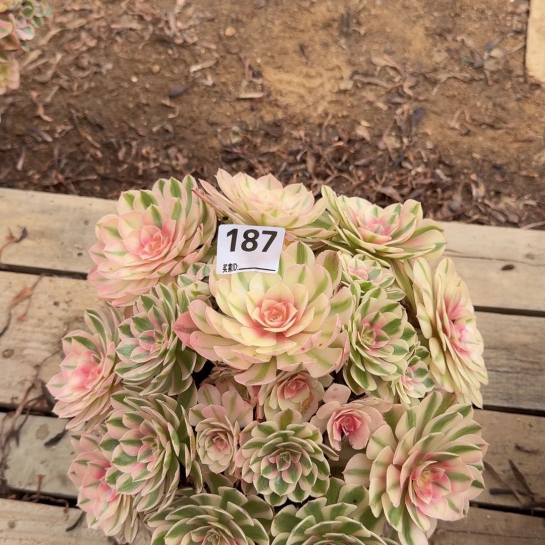 187倾城多肉植物