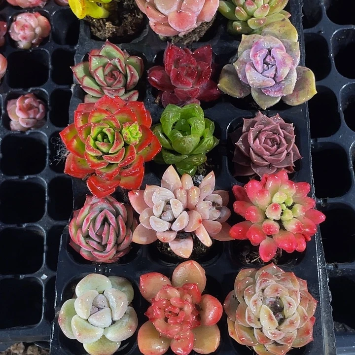 15颗组合15个小品种