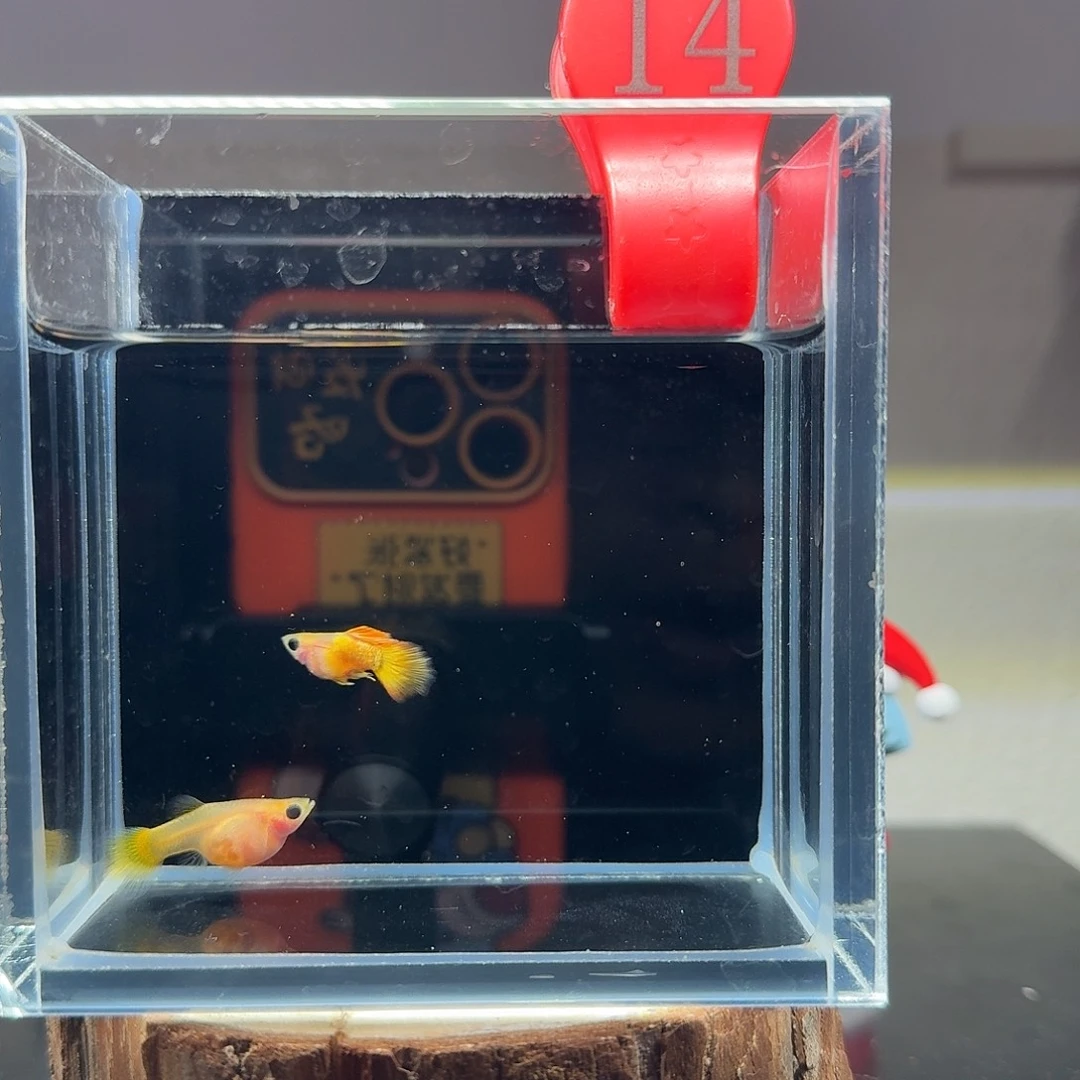 孔雀鱼玻璃猫孔雀鱼14