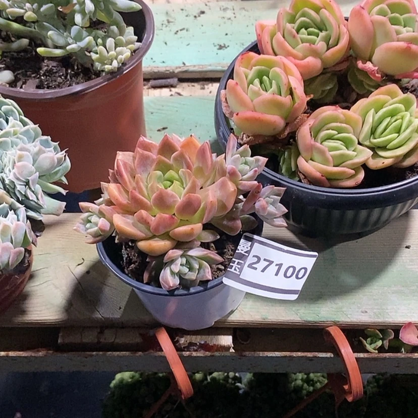 【闪购商品】香槟杂27100