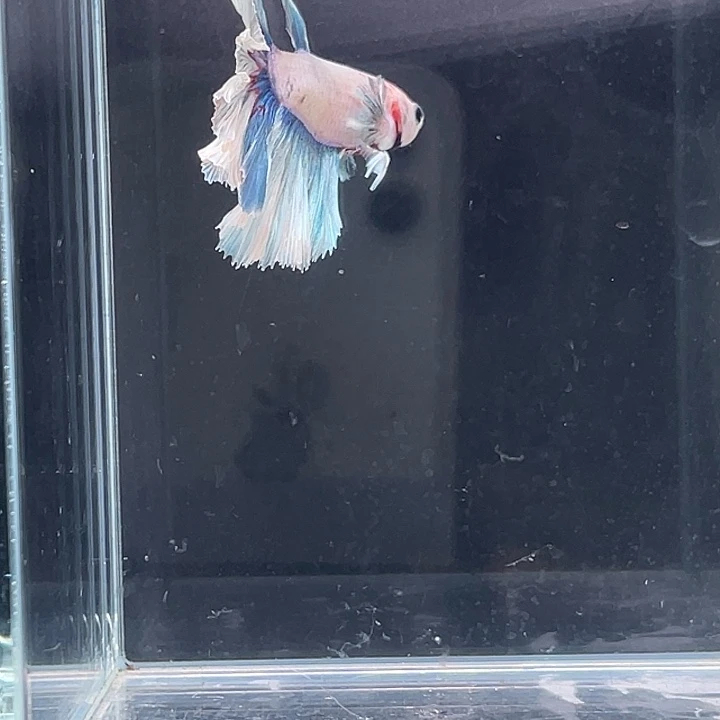 斗鱼包活不包损 感谢支持