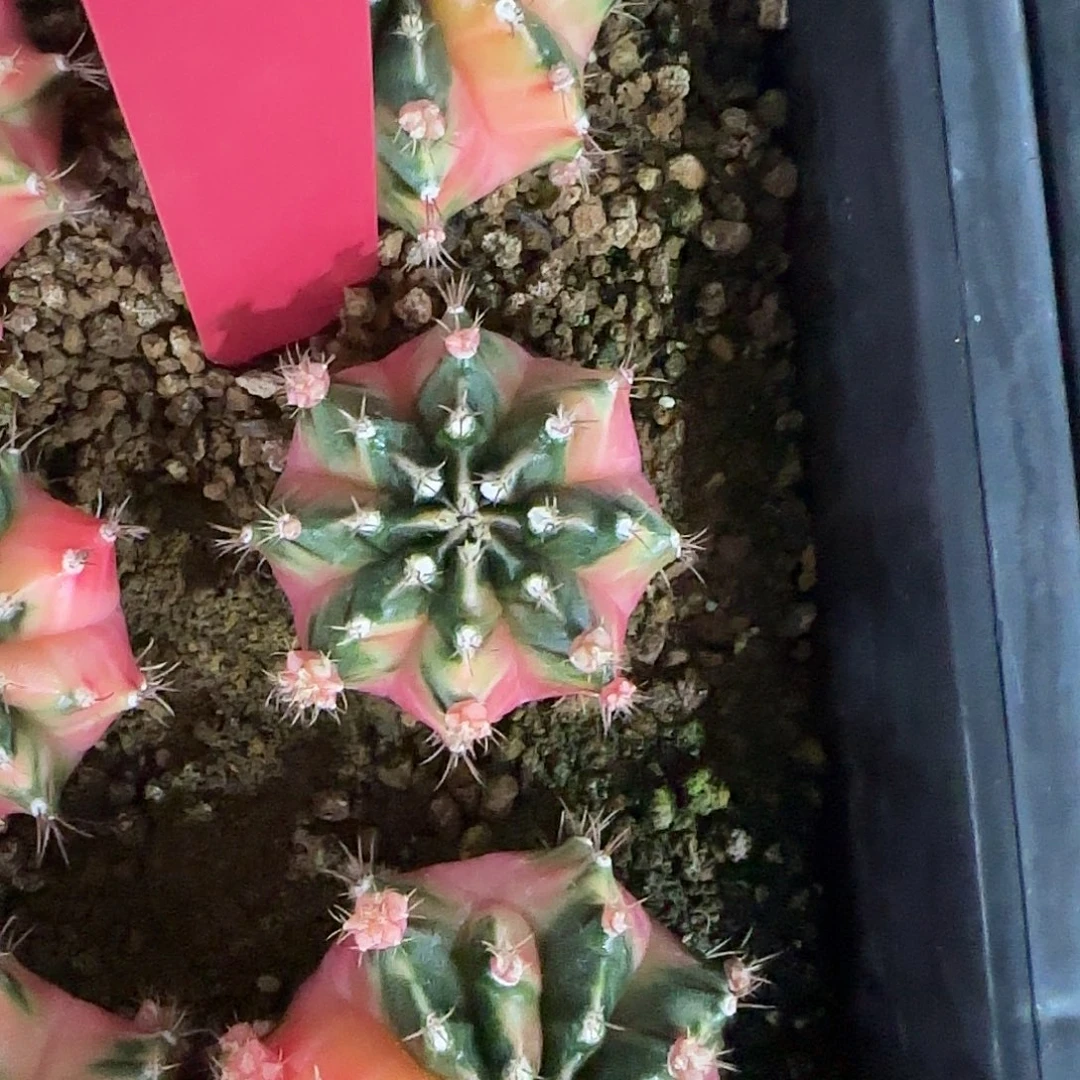 L550-1221泰国发货 四月