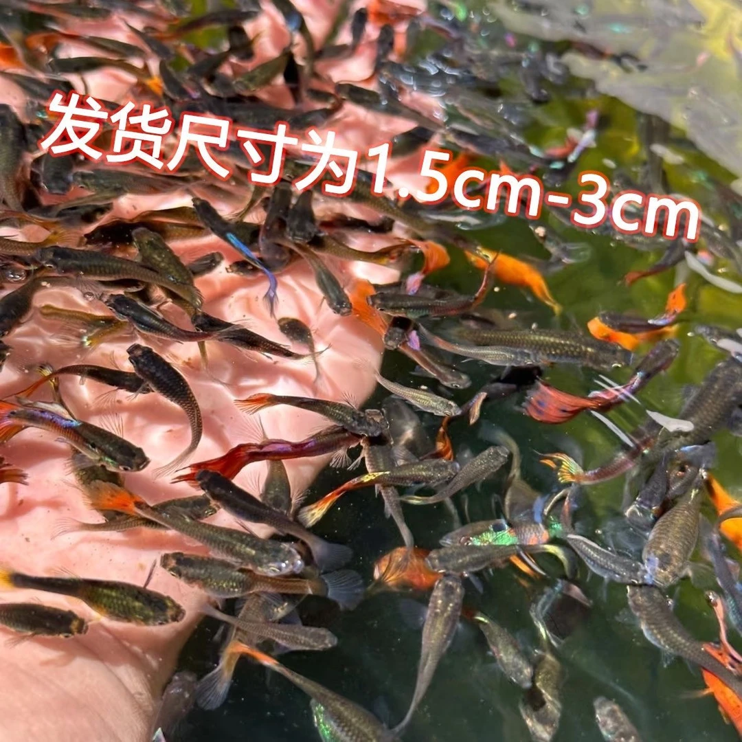 好养耐活的孔雀鱼观赏鱼活体小型淡水热带鱼苗胎生小鱼凤尾纯种鱼