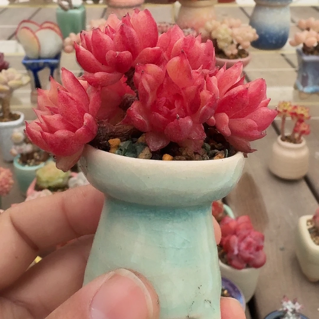 乐***7溏心特斯拉含盆含土