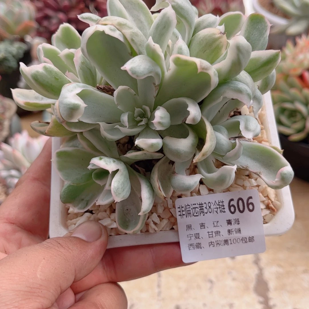 606伯克利锦德华多肉