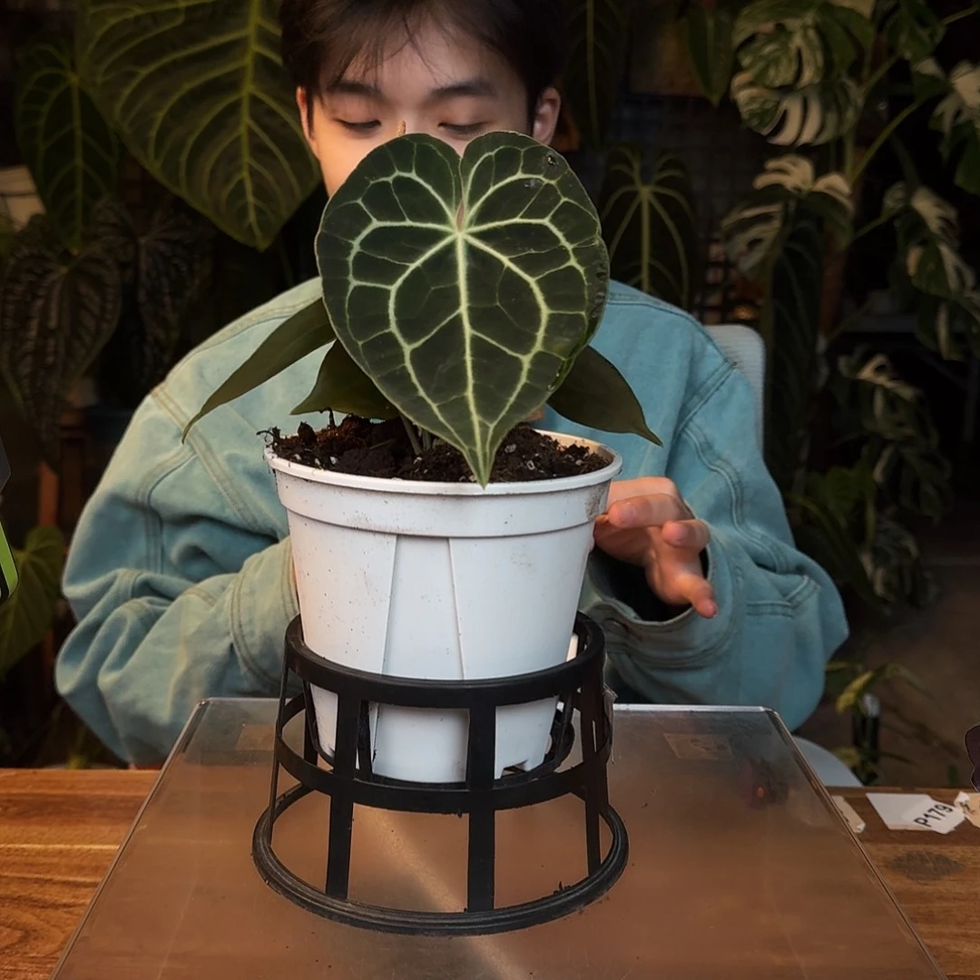 完全开放D91晨雾克莱恩