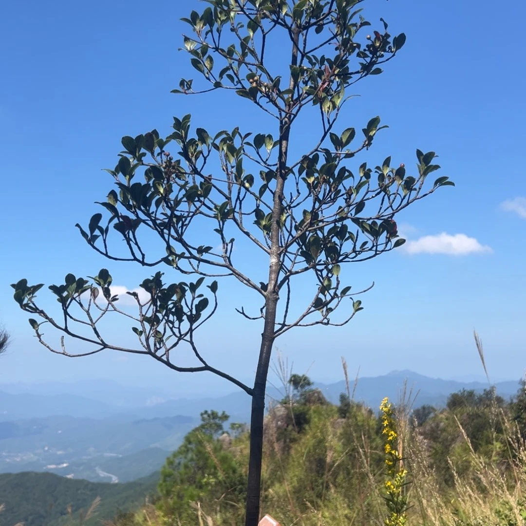 完全开放春花在火山直播间已经
