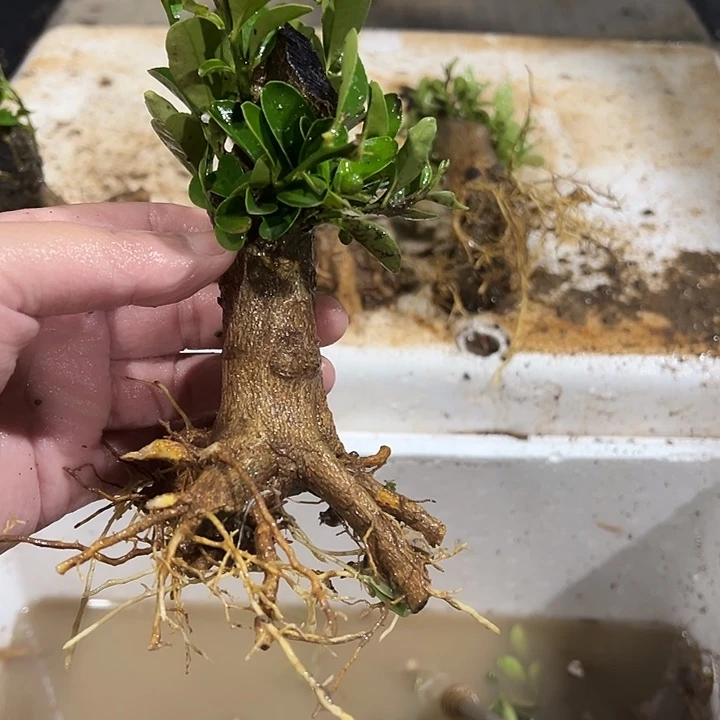 遇***、无花朵金豆盆景金豆